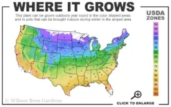 Katie Pink Dwarf Mexican Petunia (Ruellia) - 10 Pack Quart Pots -Herbers Zone usda zone map 2