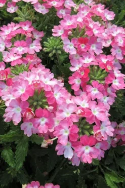 EnduraScape Pink Fizz Verbena - 5 Pack Of Pint Pots
