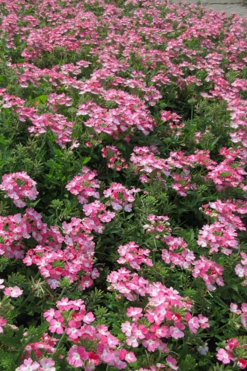 EnduraScape Pink Fizz Verbena - 5 Pack Of Pint Pots 4 EnduraScape Pink Fizz Verbena - 5 Pack Of Pint Pots - Image 4