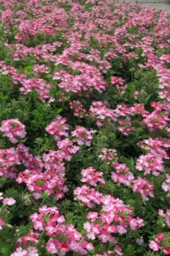 EnduraScape Pink Fizz Verbena - 10 Pack Of Pint Pots -Herbers Zone verbena endurascape pink fizz 2