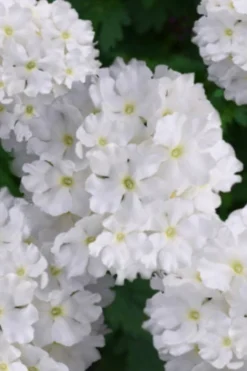 EnduraScape White Verbena - 10 Pack Of Pint Pots -Herbers Zone verbena endurascape white 2