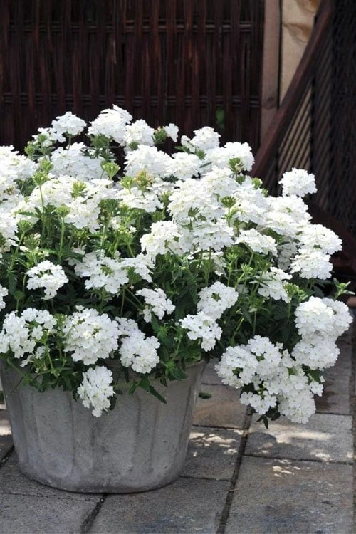 EnduraScape White Verbena - 5 Pack Of Pint Pots 1 EnduraScape White Verbena - 5 Pack Of Pint Pots
