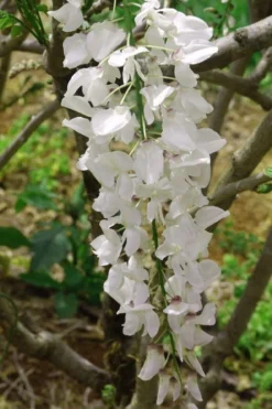 White Wisteria Vine (Wisteria Sinensis 'Alba') - 3 Gallon Pot -Herbers Zone wisteria sinensis alba white wisteria 2