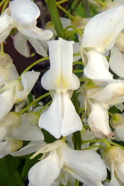 White Wisteria Vine (Wisteria Sinensis 'Alba') - 3 Gallon Pot -Herbers Zone wisteria sinensis alba white wisteria 3