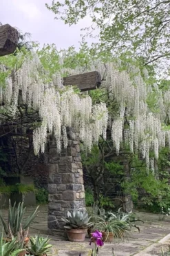 White Wisteria Vine (Wisteria Sinensis 'Alba') - 3 Gallon Pot -Herbers Zone wisteria sinensis alba white wisteria 7
