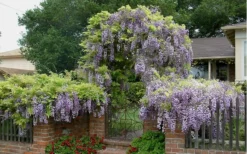 Blue Chinese Wisteria Vine (Wisteria Sinensis) - 3 Gallon Pot -Herbers Zone wisteria sinensis chinese blue 2