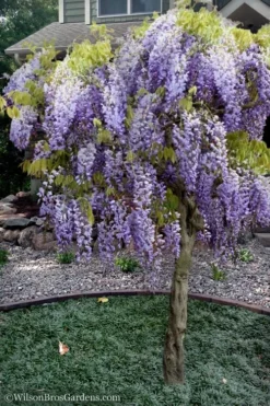 Blue Chinese Wisteria Vine (Wisteria Sinensis) - 3 Gallon Pot -Herbers Zone wisteria sinensis chinese blue 8