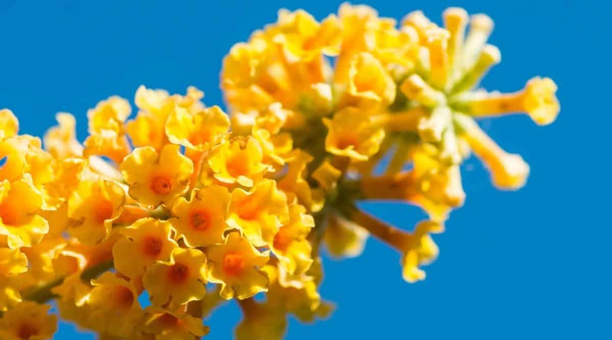 Herbers Zone 24 Herbers Zone -Herbers Zone Honeycomb