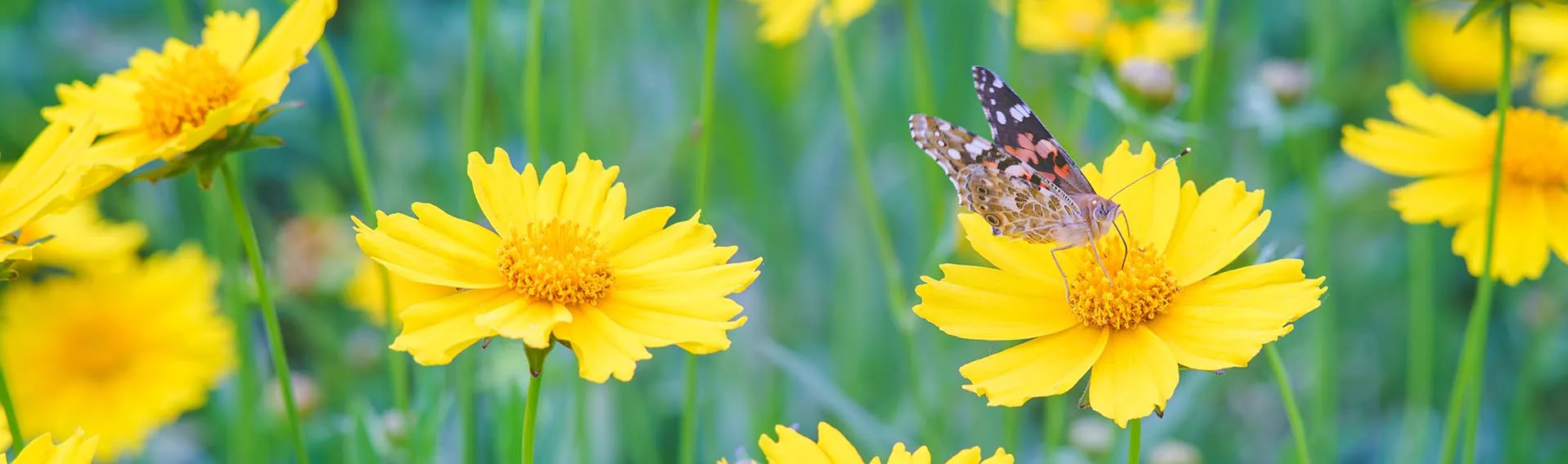 Herbers Zone 2 Herbers Zone -Herbers Zone ami cat banner new ppa sp25 desktop