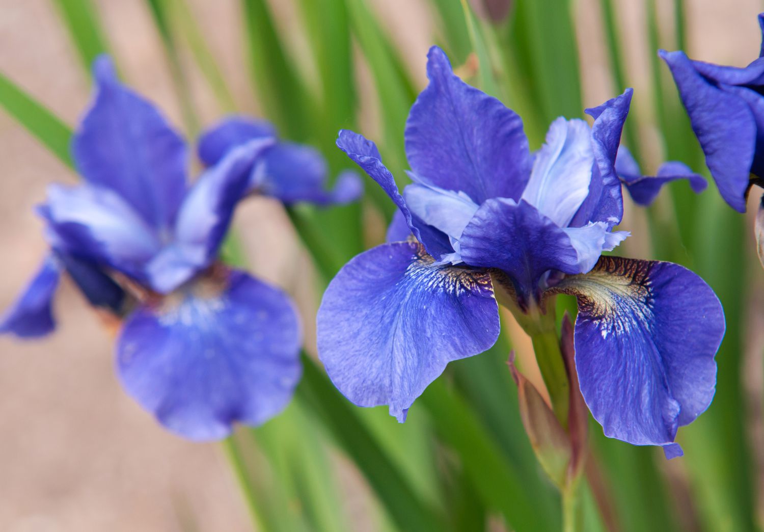 Herbers Zone 23 Herbers Zone -Herbers Zone growing siberian iris 5089592 01 9721e91151bd477f98b15ec96a229e68