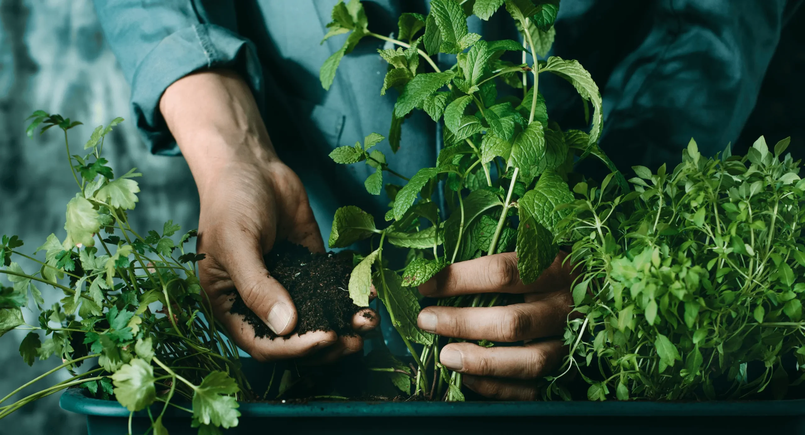 Herbers Zone 1 Herbers Zone -Herbers Zone man planting culinary medicinal aromatic herb plants hero image d919eca703 scaled